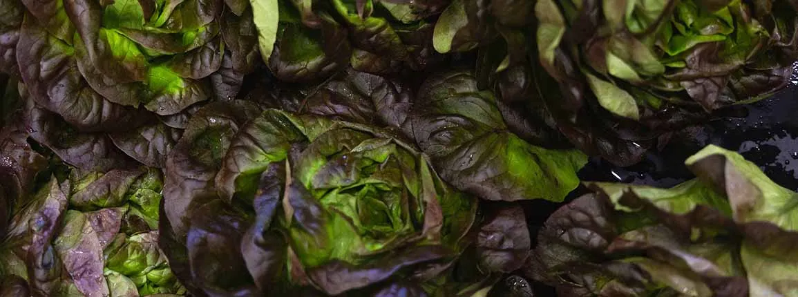 Culture légumes