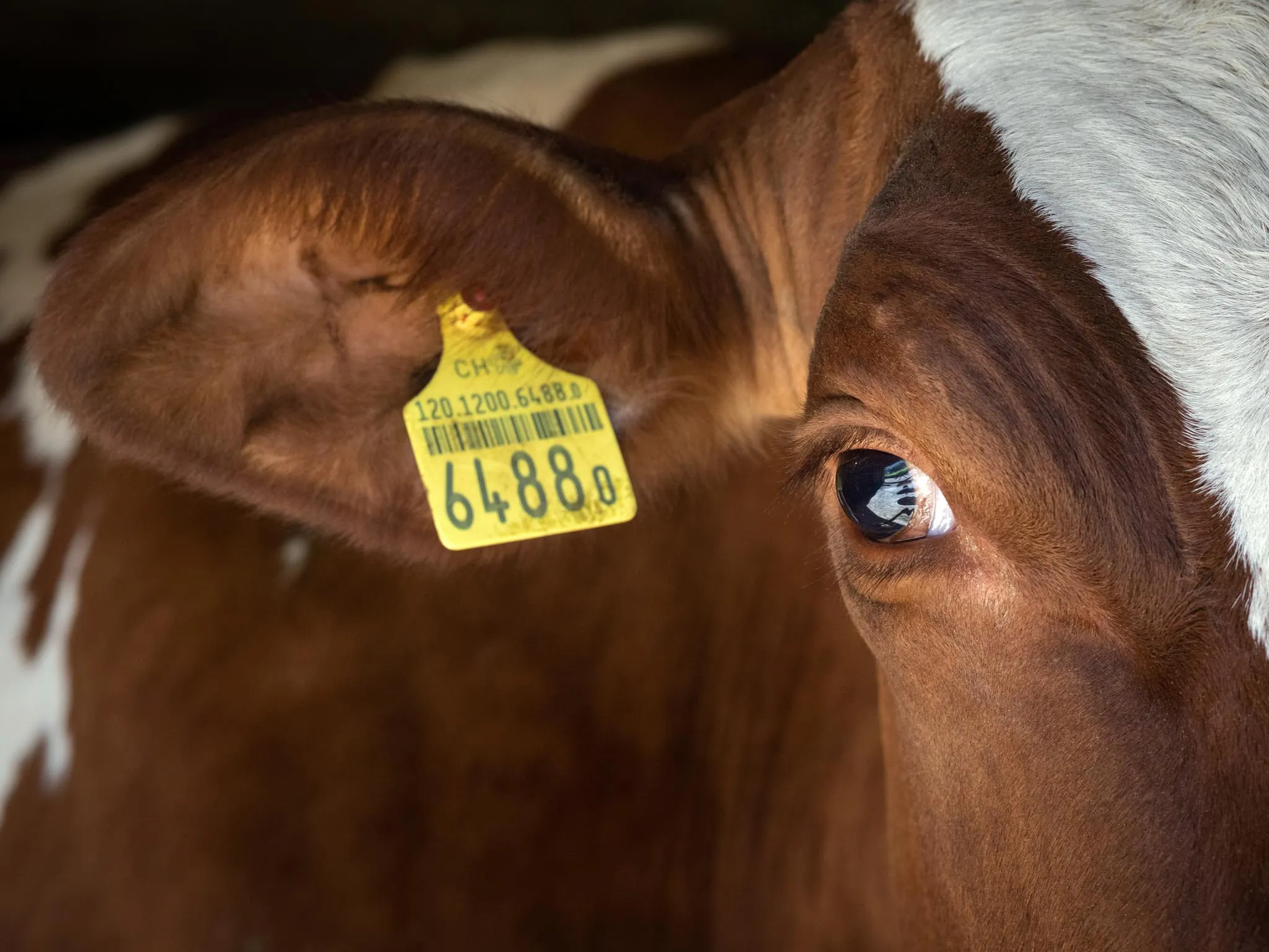 Photo Section Agriculture 20