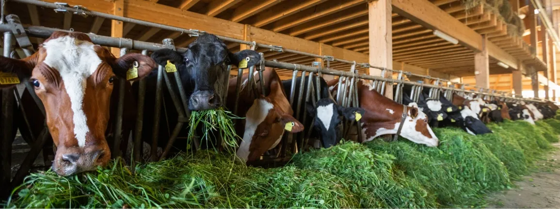 Production animale et fourragère