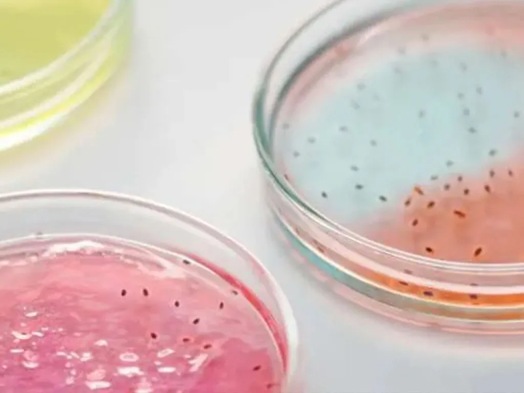 Laboratoire Agroalimentaire