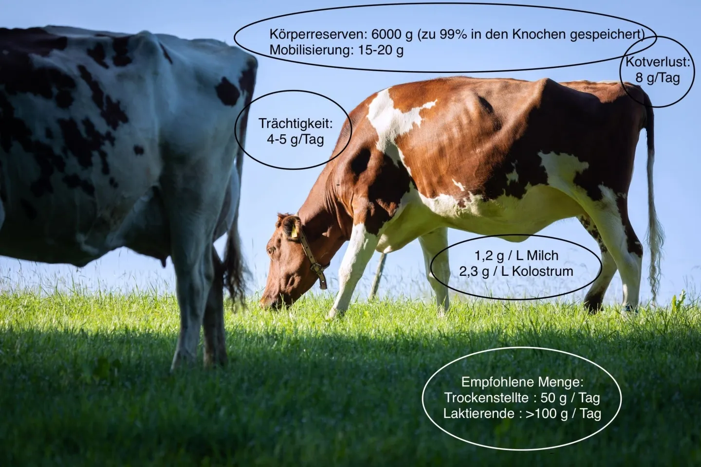 Kalziumstoffwechsel der Kuh
