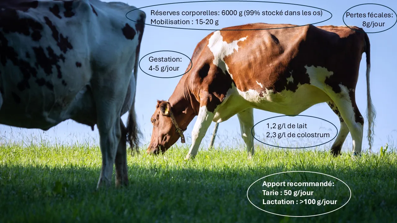 Cycle calcium vache