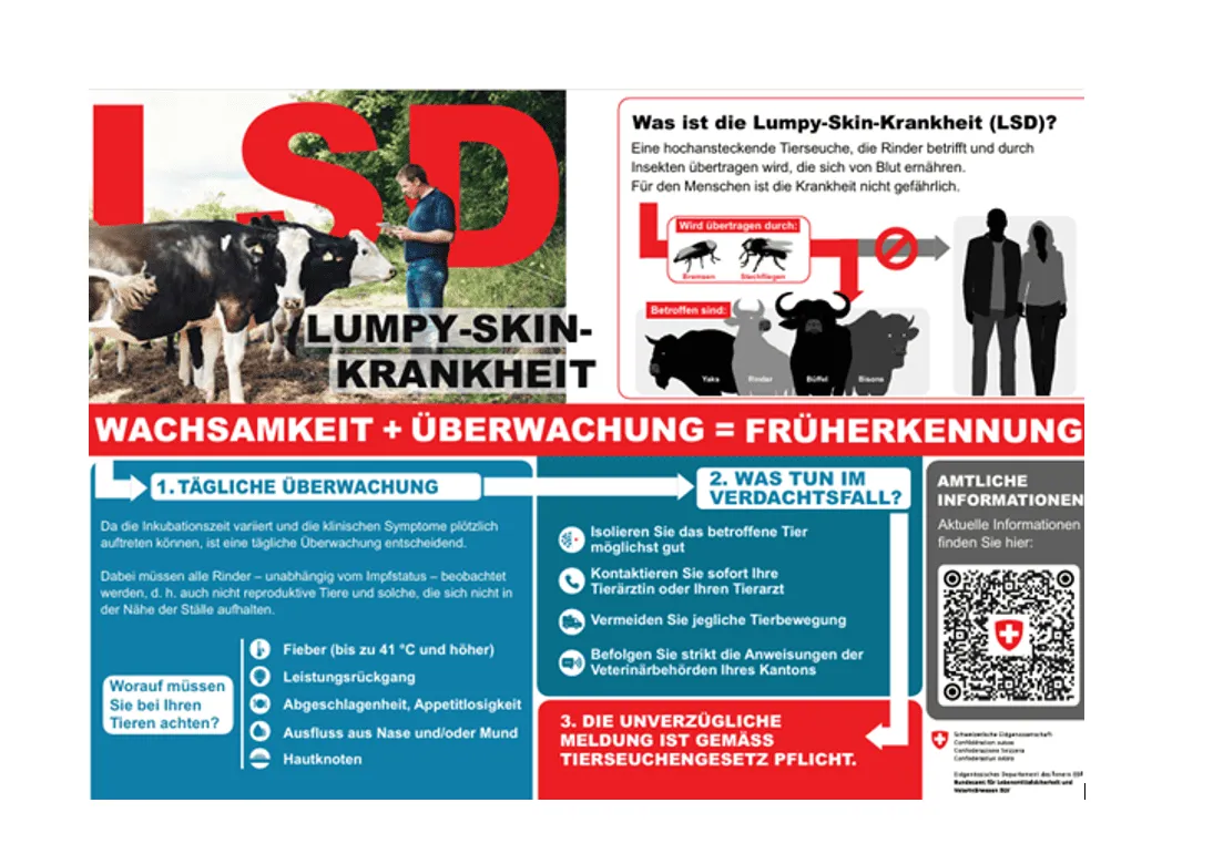 Die ansteckende Lumpy-Skin-Krankheit
