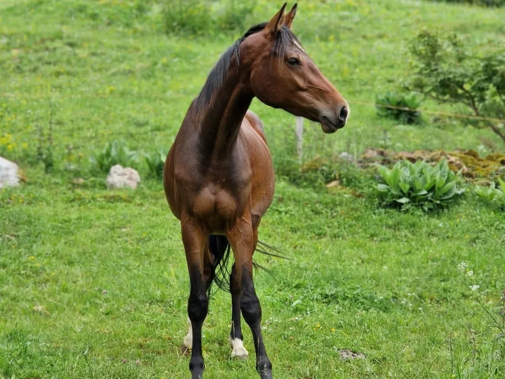 Détention de chevaux