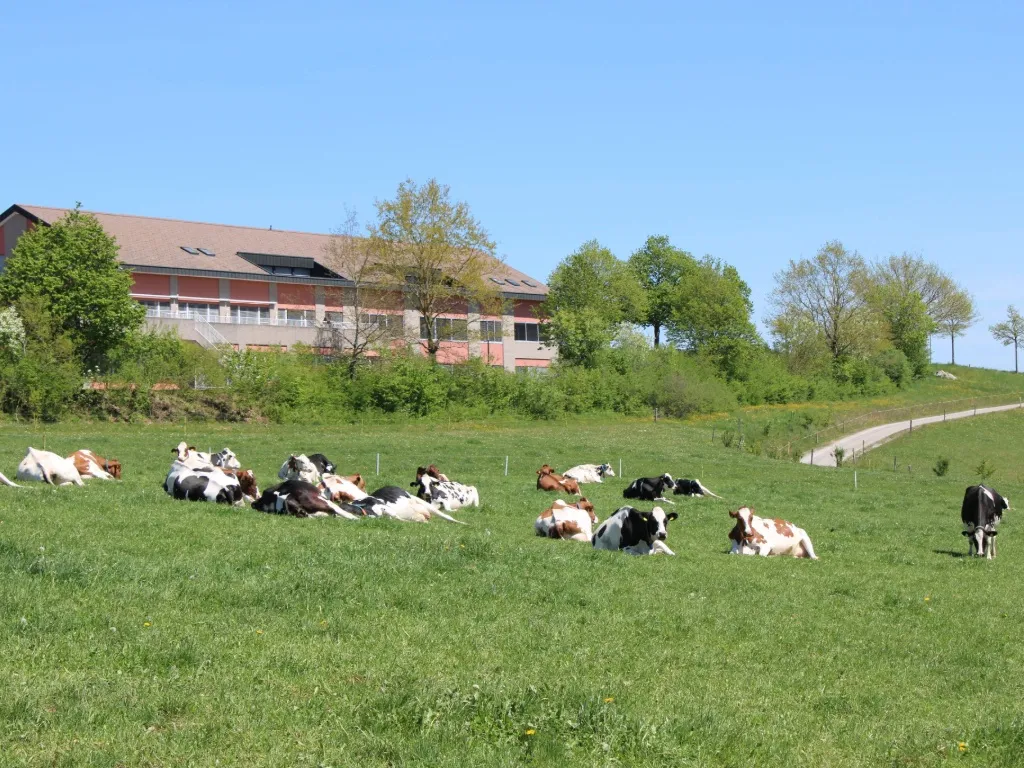 Fièvre du lait : Comment l’éviter ?