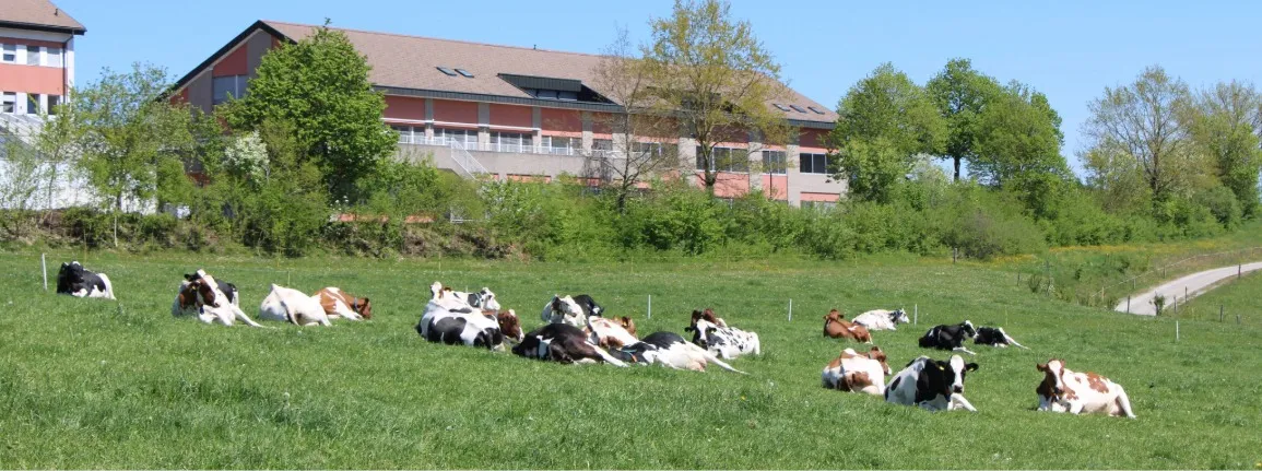 Fièvre du lait