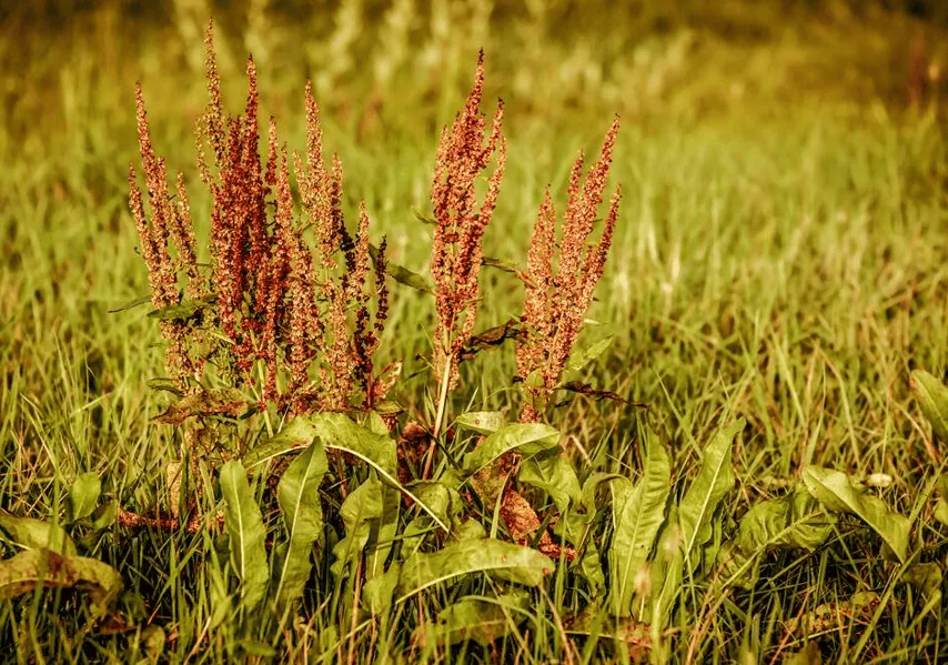 Fourche à rumex 