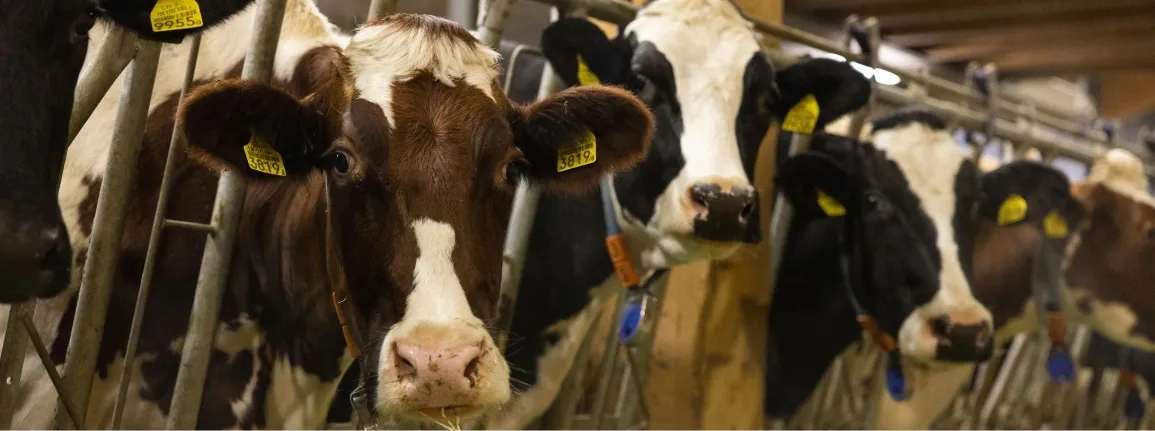 Gestion des risques : un levier stratégique pour renforcer la résilience des exploitations agricoles