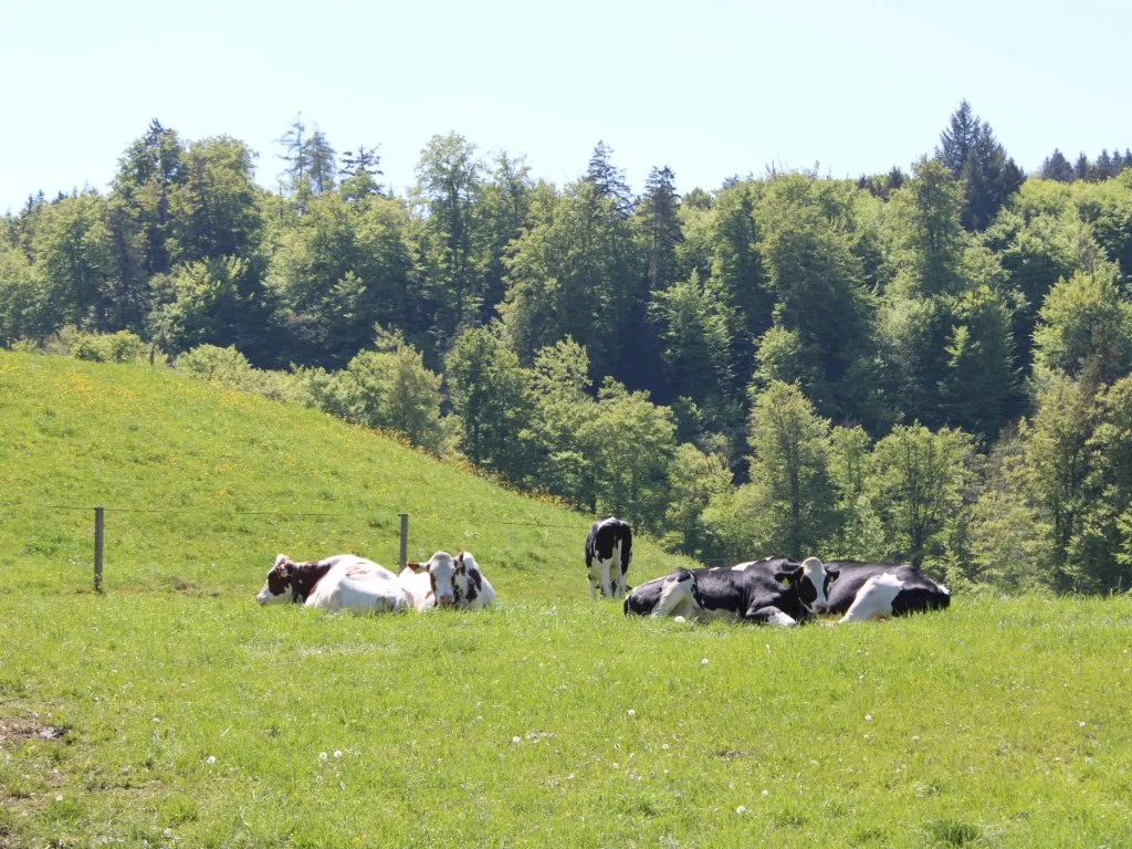 Ingestion au pâturage : mesurer et intégrer dans le plan d’alimentation des vaches laitières