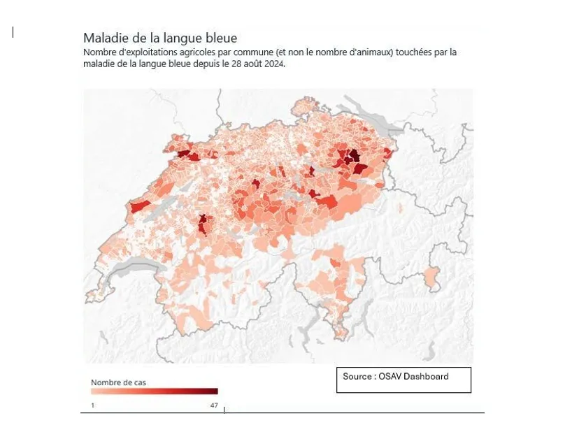 Maladie de la langue bleue
