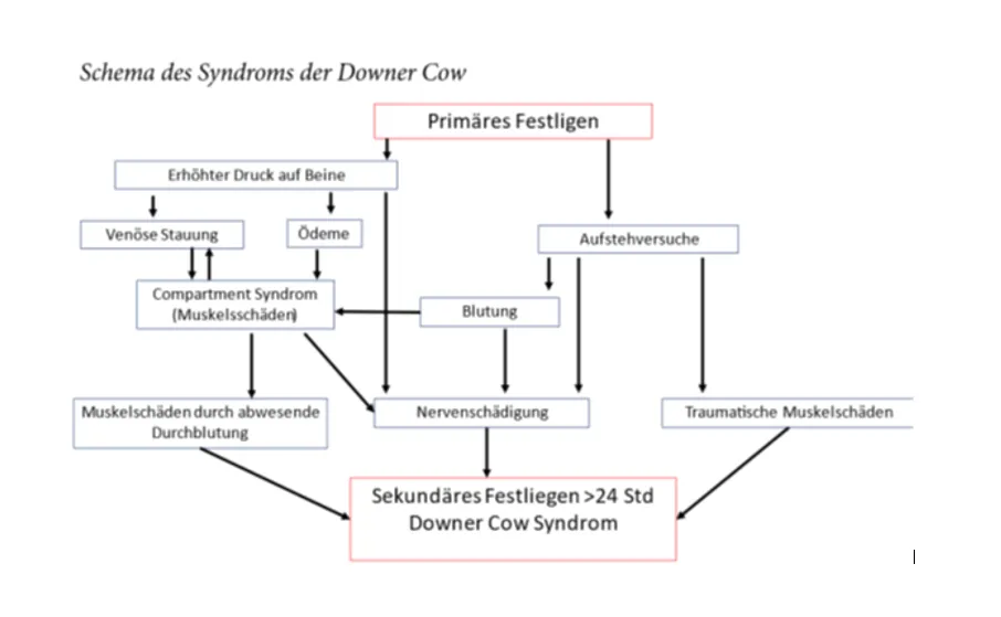 Schema des Syndroms der Downer Cow
