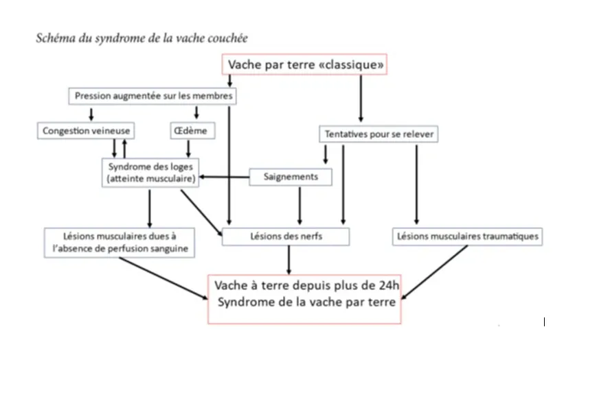 Schéma du syndrome de la vache couchée
