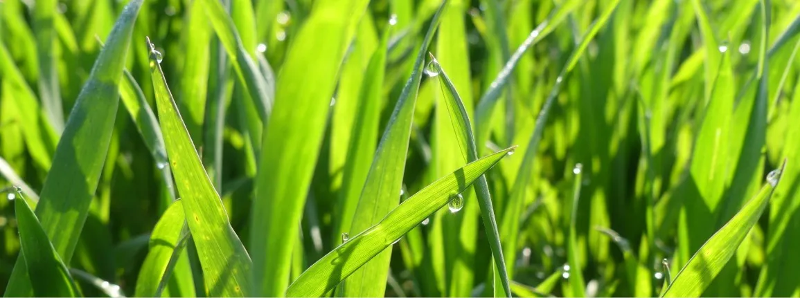 l’intégration du maïs vert