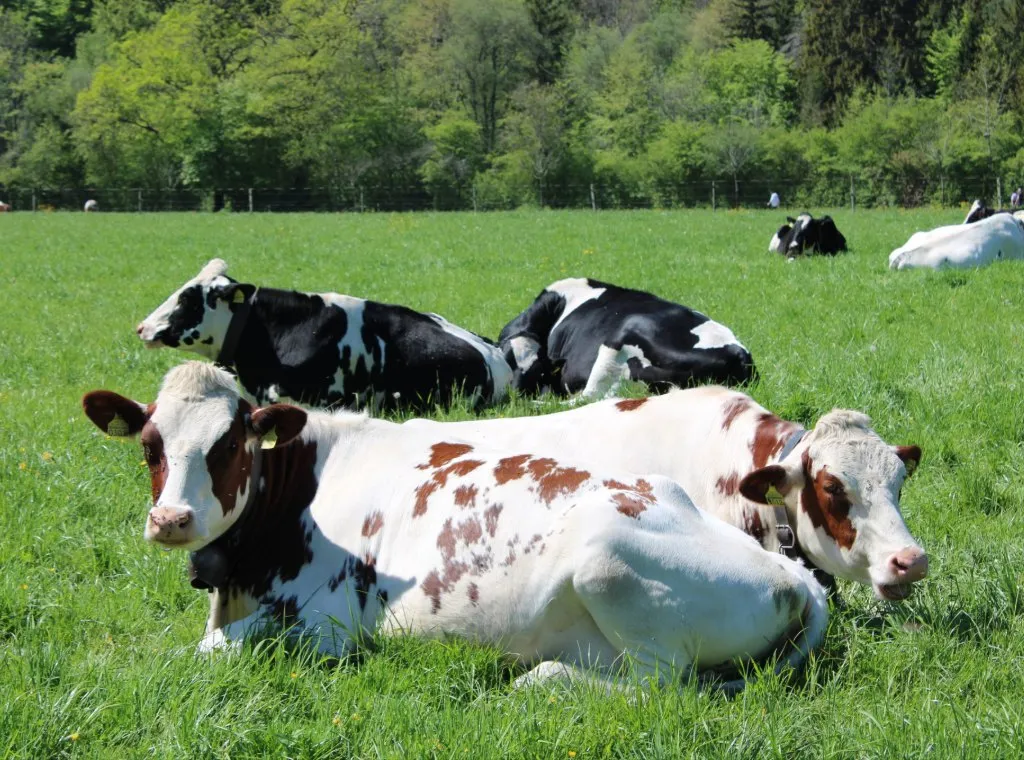 Vache par terre, comment en prendre soin ?