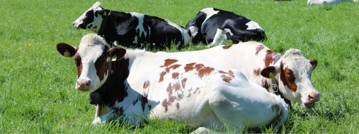 Vache par terre