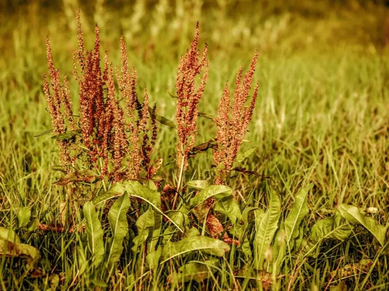 Fourche à rumex
