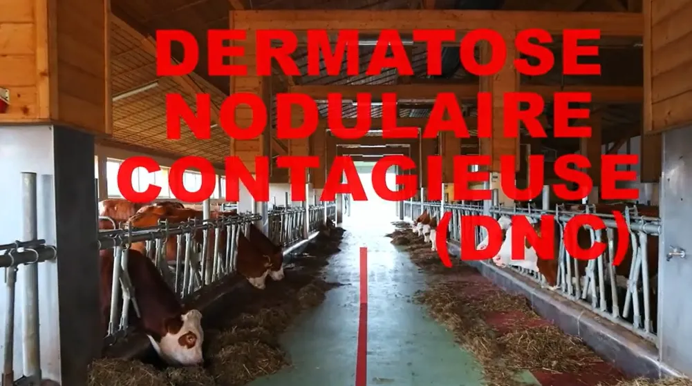 Lien vers la vidéo de l'OSAV sur les symptômes de la dermatose nodulaire contagieuse