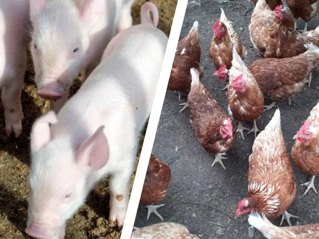 Schweine und Geflügel