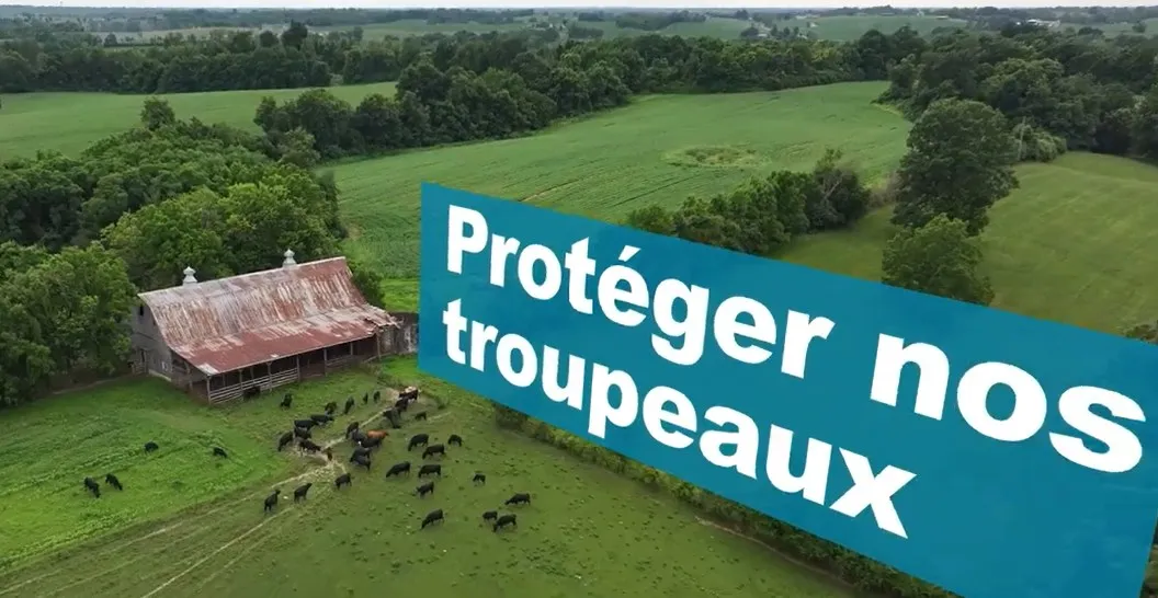 Lien vers la vidéo de l'OSAV sur la dermatose nodulaire contagieuse