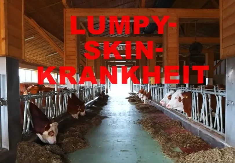 Link zum Video des BLV über die Symptome der Lumpy-Skin-Krankheit