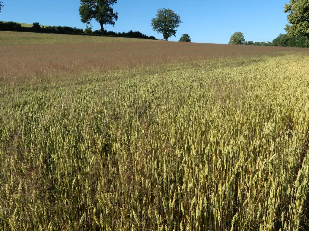 Gestion des risques de résistance aux herbicides