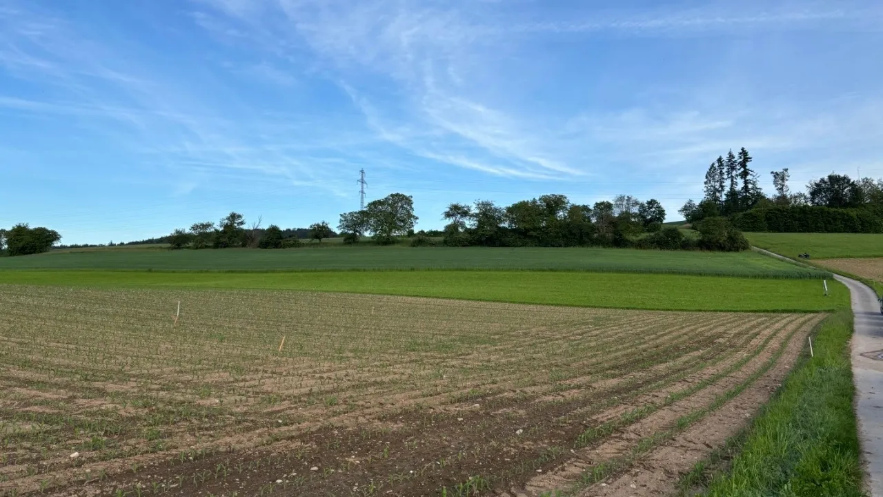 Évaluation de l'impact de différentes stratégies de fertilisation des cultures sur le lessivage des nitrates