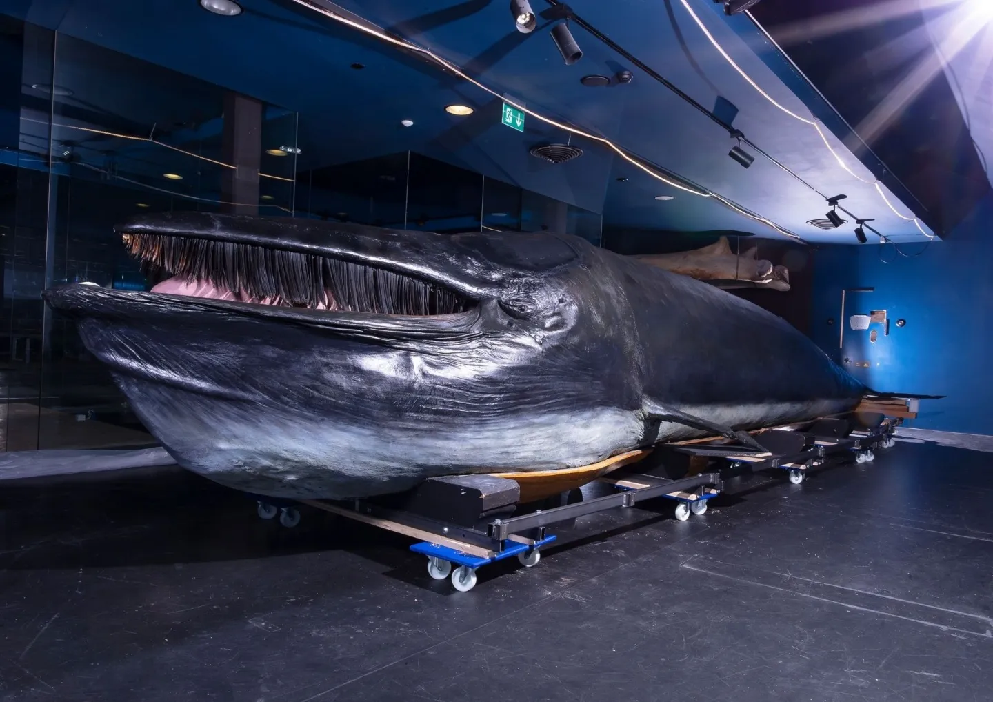 La baleine du Musée après la restauration.