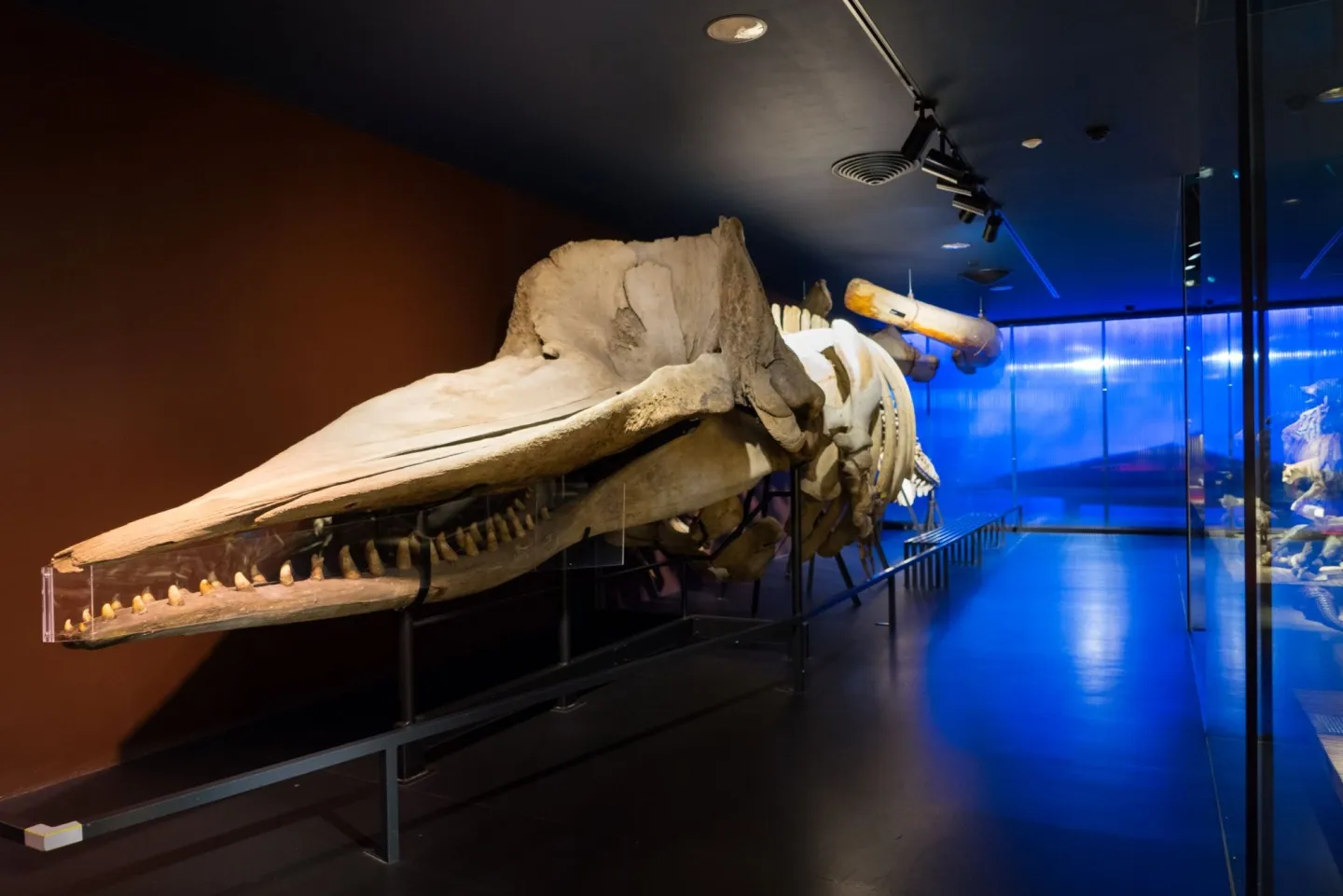Le cachalot du Musée 