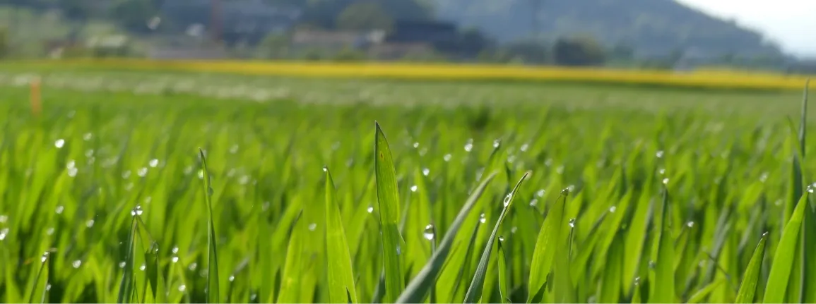 Projet de développement rural
