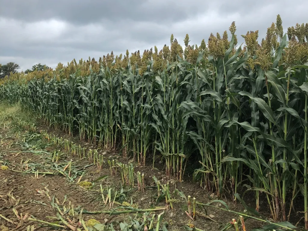 Wo kann man in der Schweiz Sorghum anbauen?