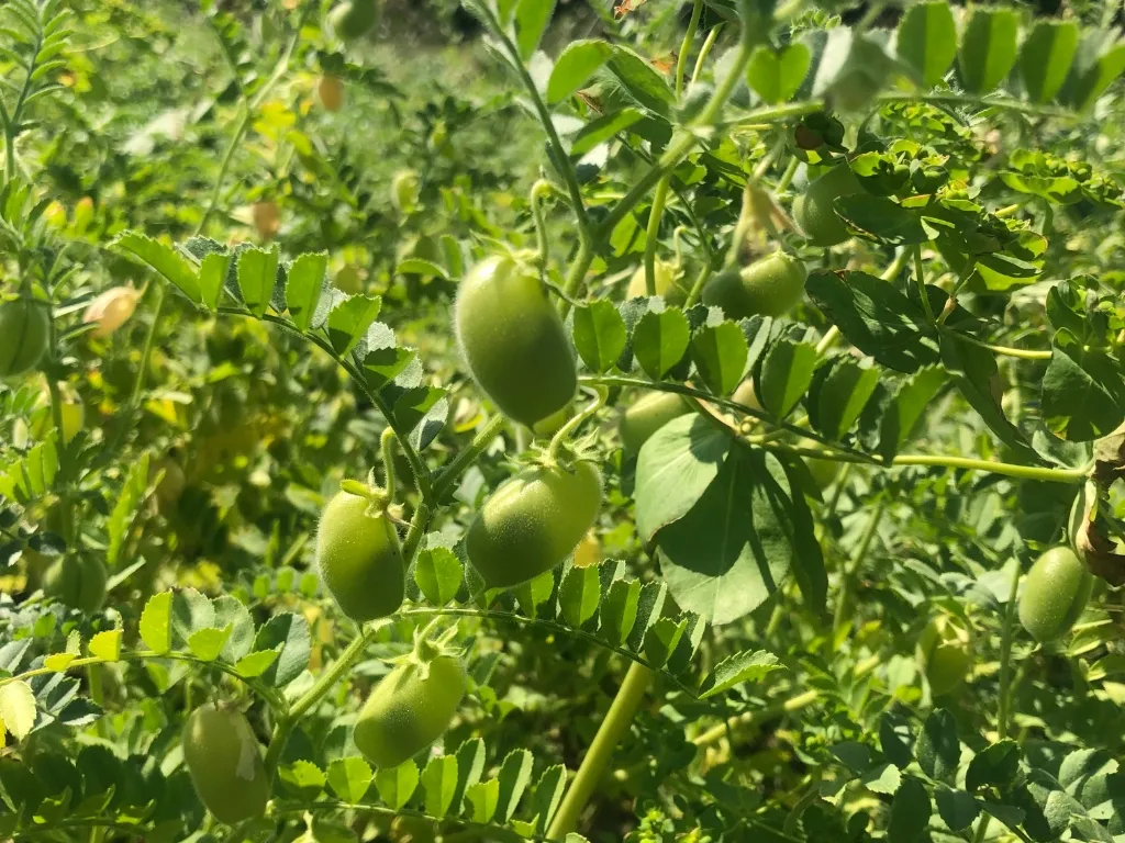 Anbau von Körnerleguminosen für die menschliche Ernährung