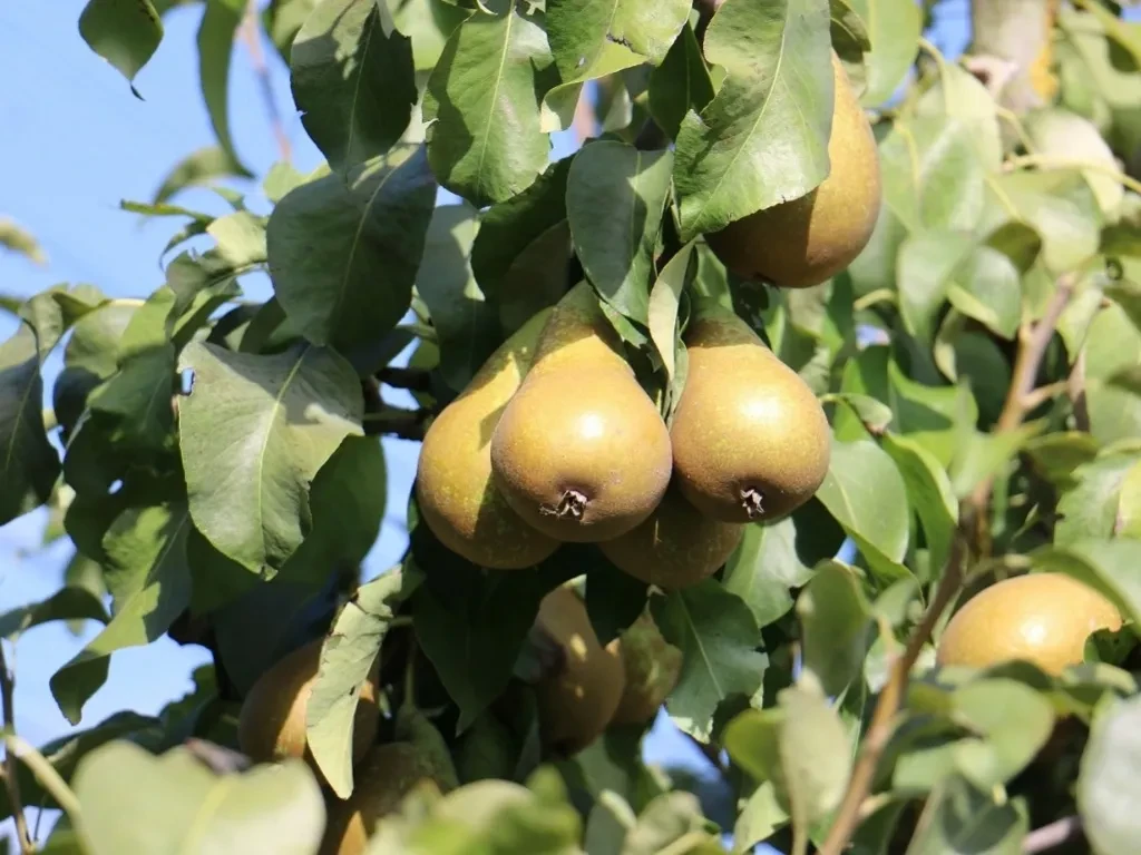 Obstbau