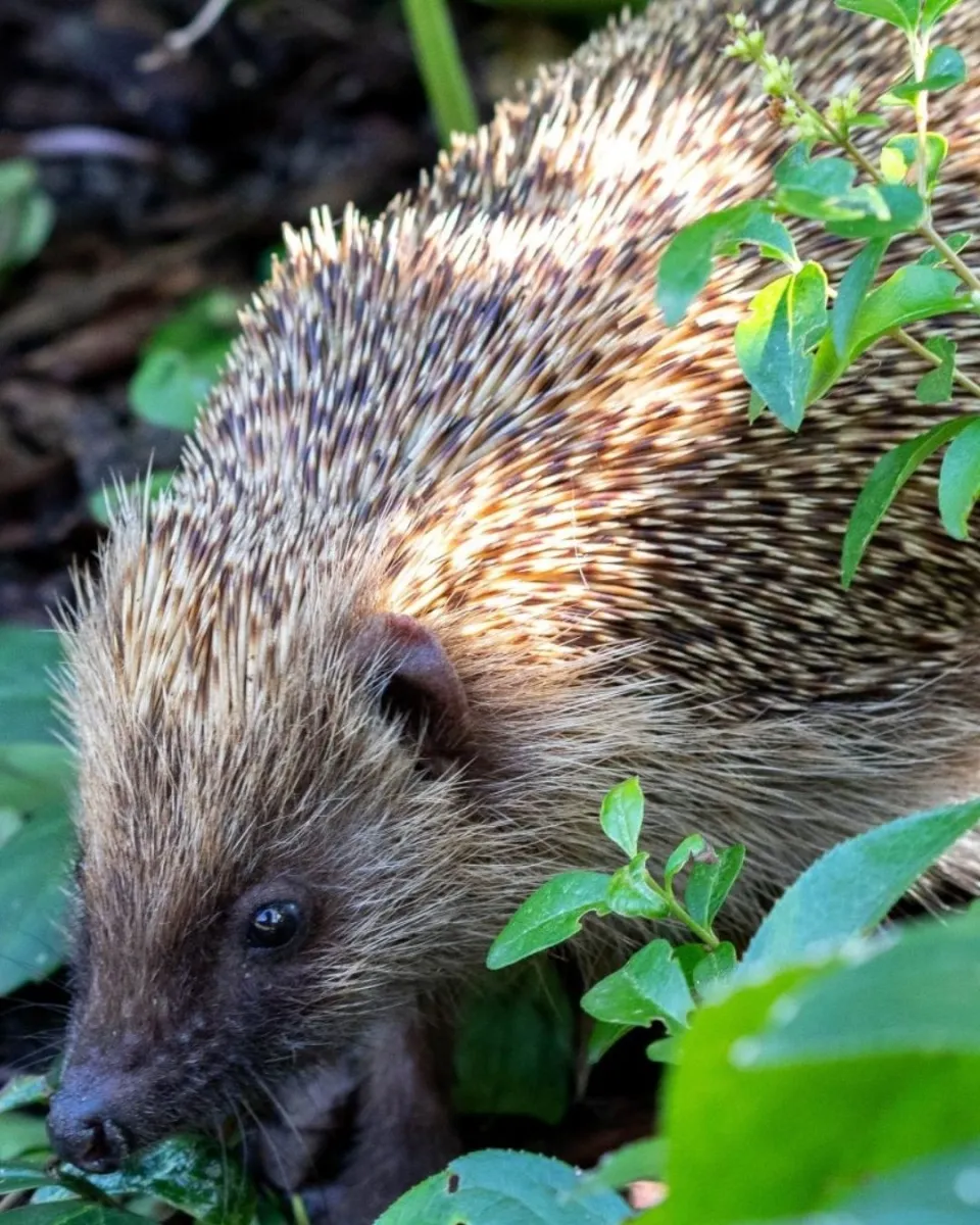 Igel