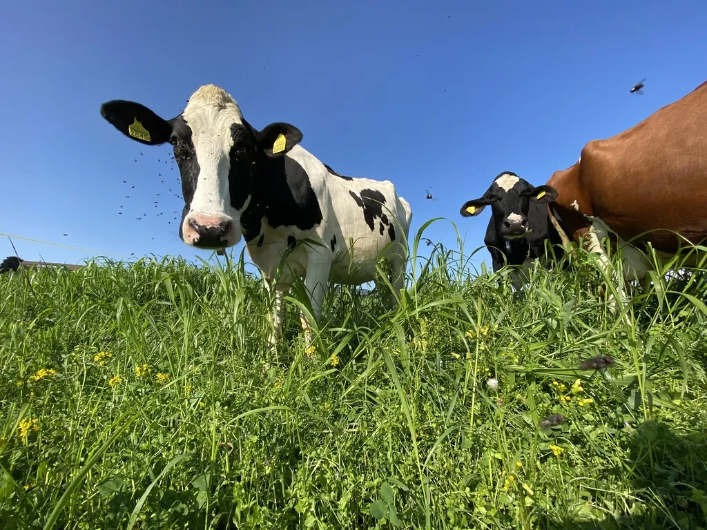 Weide mit Mehrschnitt - Sorghum