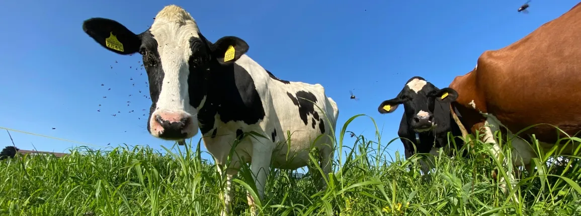 Weide mit Mehrschnitt - Sorghum