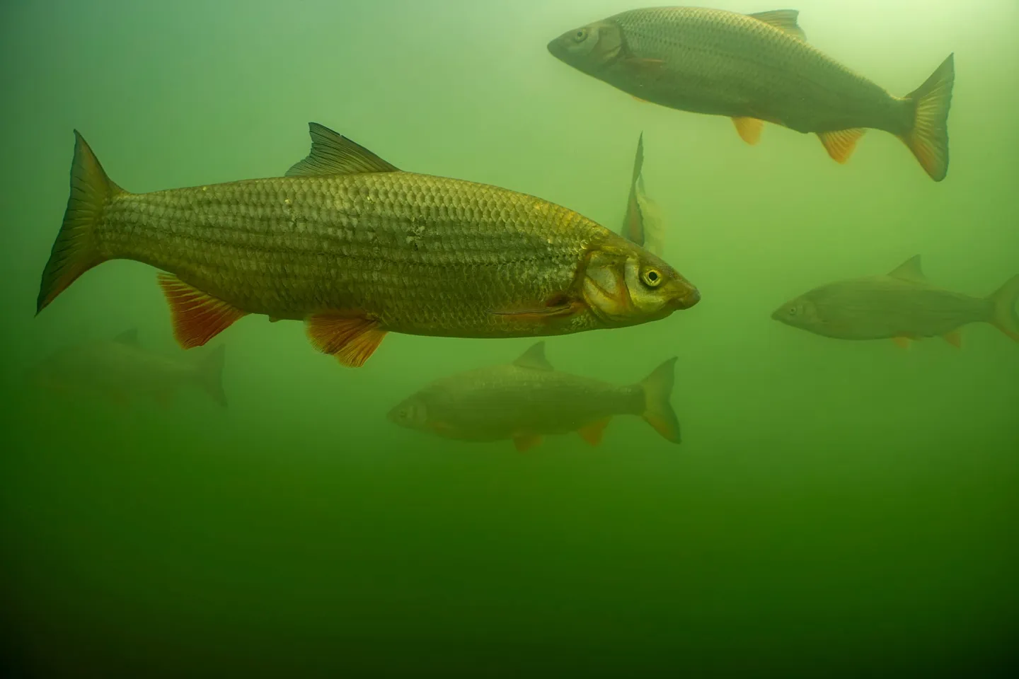 Nasen (Chondrostoma nasus) in der Saane