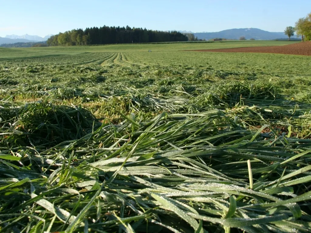 Prix de l'herbe sur pied et récoltée en andain