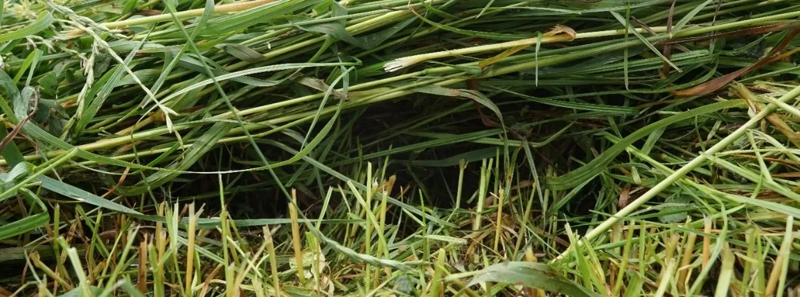Prix de l'herbe sur pied et récoltée en andain