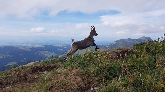 Bouquetin des Alpes (Capra ibex)