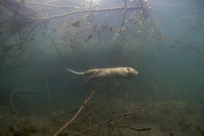 Castor commun (Castor fiber)