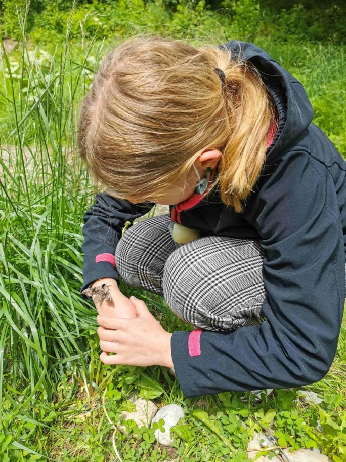 Le sphinx demi-paon, une espèce menacée, a été trouvé par une stagiaire du Musée