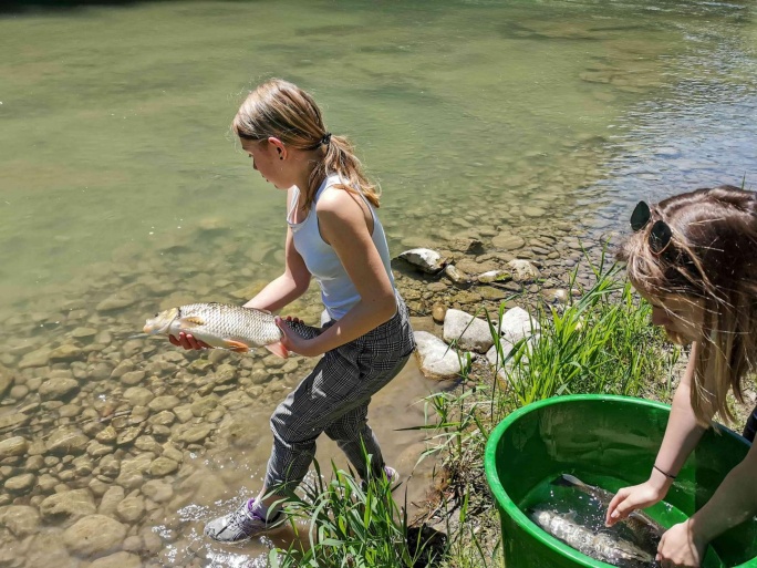 Les chevaines ont été relâchées par les stagiaires du Musée