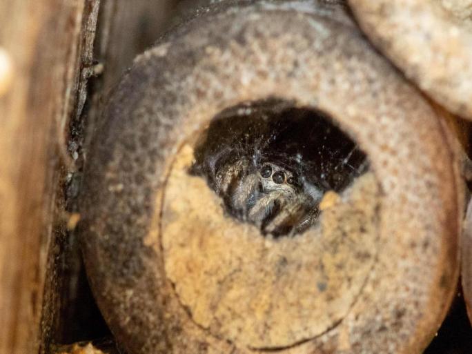 Eine weibliche Zebraspringspinne (Salticus scenicus) versteckt sich in einem Bienenhotel. 