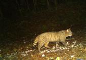 Chat sauvage d'Europe (Felis silvestris)