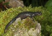 Salamandre noire (Salamandra atra)