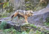Loup gris (Canis lupus)