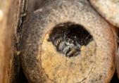 Eine weibliche Zebraspringspinne (Salticus scenicus) versteckt sich in einem Bienenhotel. 