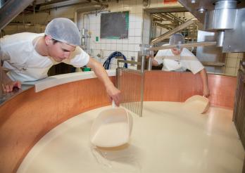 Photo montrant la production de fromage