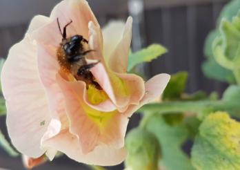 das Photo zeigt eine Biene auf einer rosa farbenen Blume