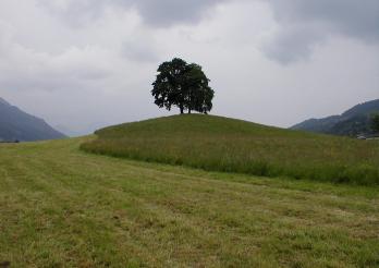 Des arbres isolés sur une petite colline